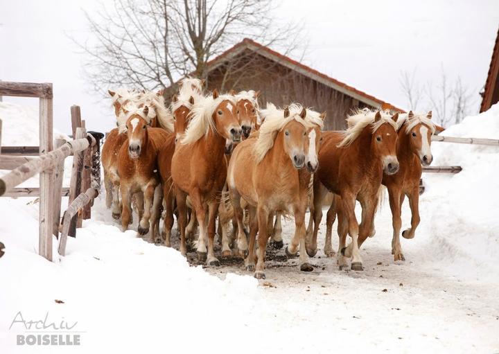 Haflinger Hof